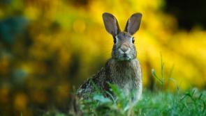 South Kilkenny Historical Society to host lecture on Rabbit Industry