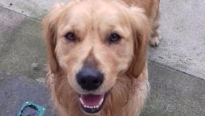 Get your canine chum washed and groomed in aid of a Kilkenny dog rescue