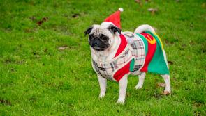 Kilkenny pugs meet Santa 'Paws' in Castle Park
