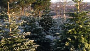 Getting rid of your Christmas tree? Find out where you can recycle your tree in Co Kilkenny