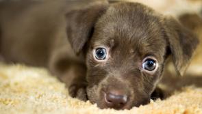 Volunteer for Kilkenny SPCA