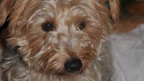 Adorable terrier found wandering in freezing conditions in Kilkenny City Centre