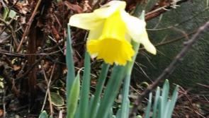 Is this Kilkenny daffodil the first of the season?