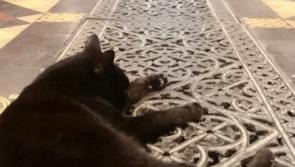 Calcifer the bewitching Cathedral cat of Kilkenny