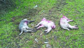 Serious sheep kill in Kilkenny