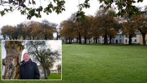 Freshford Green trees have  to be felled - Kilkenny