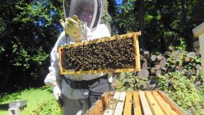 Kilkenny people invited to share the buzz of beekeeping
