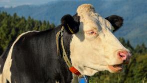 Kilkenny primary schools take on RDS Science Fair