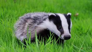 Number of badgers captured and culled in Kilkenny revealed