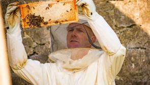 Kilkenny people - Become a beekeeper and save the planet