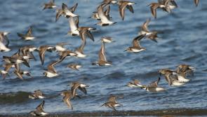 Kilkenny nature enthusiasts urged to apply for grants to capture and record natural history