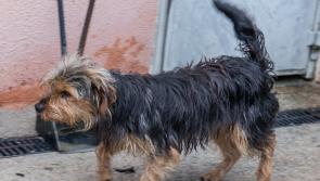 PICTURE GALLERY: Heartbreaking: Kilkenny dog pound under serious pressure with 33 dogs looking for homes