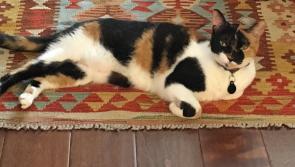 Oriental rugs and carpets at Kilkenny Castle this Saturday and Sunday will be auctioned next week in Durrow