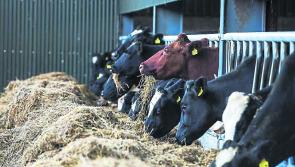 Icy roads now a 'serious concern' for South Kilkenny farmers - Cllr Fidelis Doherty