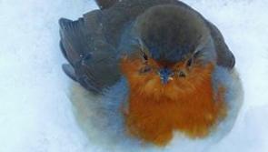 Lovely picture from Emma Marie in Kilkenny City