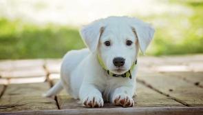 The search for Kilkenny’s most adorable puppy is happening