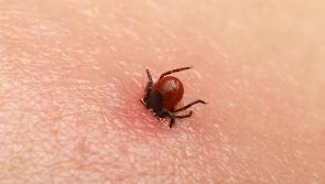 Many Kilkenny sufferers will take part in International Lyme Disease Awareness Day