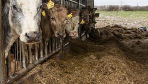 Kilkenny councillors seek for fodder plan to be put in place