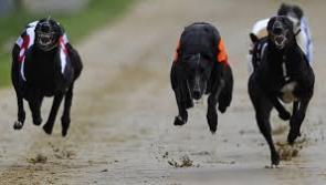 Kilkenny greyhounds: Kiltrea Brian gets back to winning ways