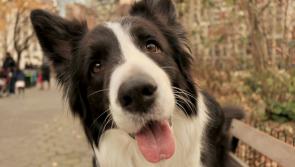 Revealed: Kilkenny's  most popular dog name is...