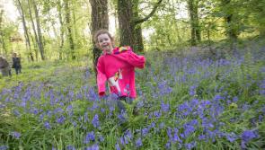 Sunshine and blue skies for biodiversity walk in Jenkinstown