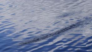 Can you identify this mysterious creature spotted in River Suir at  Fiddown, Kilkenny?