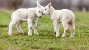 Advance payments for Sheep Welfare Scheme welcomed by Kilkenny TD