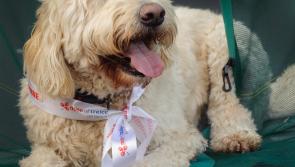 Pet owners in Kilkenny invited to enter 'Nose of Tralee' competition