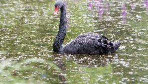 Windgap's 'Black Lady' is looking for romance - exotic swan turns up on Kilkenny lake