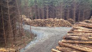 Timber auction in The Rower