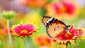 Kilkenny's Malcolm Noonan helps launch new All-Ireland Pollinator Plan