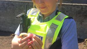 Kilkenny gardaí say 'no fowl play suspected'