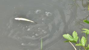EXCLUSIVE - Kilkenny fish kill confirmed