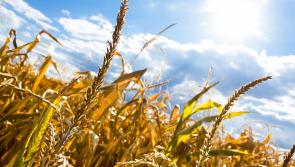 After 15 days with no rain, Kilkenny is officially experiencing a drought