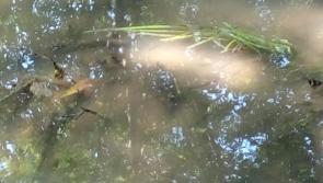 Sewage spill into the River Nore confirmed by  Kilkenny Council Council