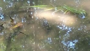 Pollution of Kilkenny rivers and lakes is a 'disaster' 