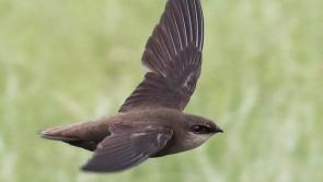 Help sought to identify swift nests in Kilkenny for new swift census