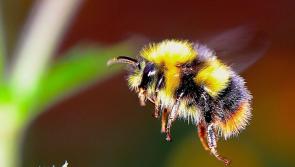 Green Party urge Kilkenny County Council to leave areas wild for pollinators

 