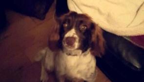 Owner's appeal for help in locating missing dog in Kells, Kilkenny