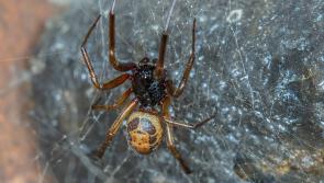 False Widow spider spotted feeding on lizard in Irish garden