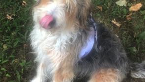 Here's Poppy - the Kilkenny dog in the running for Nose of Tralee 2018