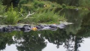 The plague of rural litter in Kilkenny needs to be addressed