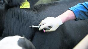 TB Programme is costing farmers €55 million but its not working for them