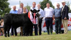 Kilkenny bull named Aldi Angus All Ireland Bull Calf Champion