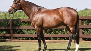 Kilkenny stud farm sells filly for €3.2 million