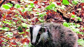 Kilkenny badger vaccine project to feature on RTE show