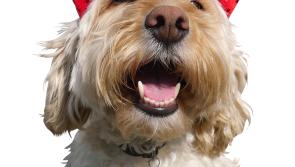 Kilkenny pet owners urged to keep pets safe and calm during explosive Halloween season
