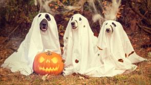 Top tips for keeping your pets safe in Kilkenny this Hallowe'en