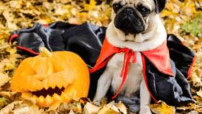 Halloween bash for Kilkenny Pugs in Castle Park