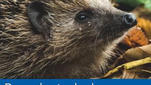 ISPCA urges Kilkenny trick or treaters to protect pets and wildlife this Halloween